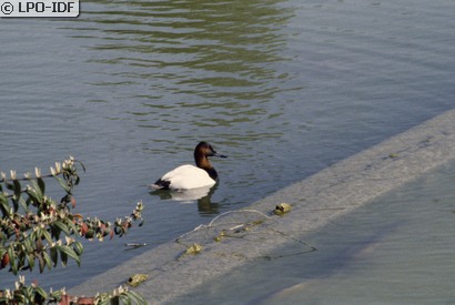 Fuligule à dos blanc