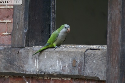 Conure veuve