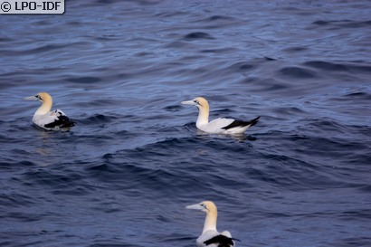 Fou du Cap