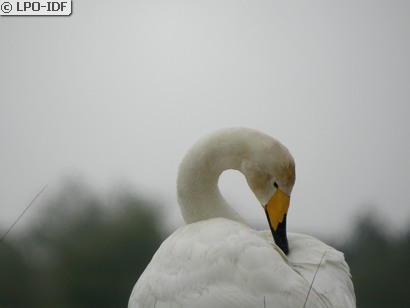 Cygne chanteur