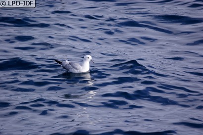 Fulmar boréal
