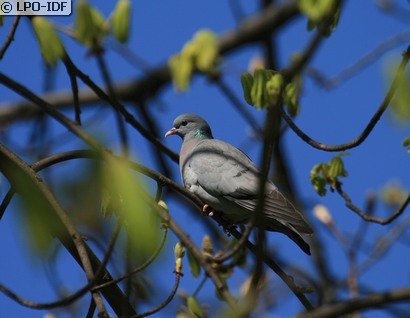 Pigeon colombin