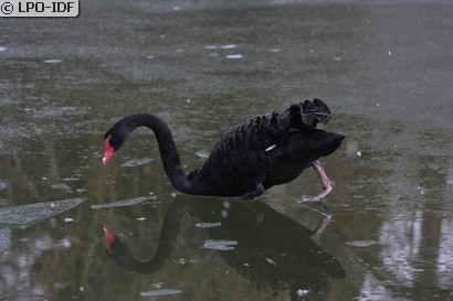 Cygne noir