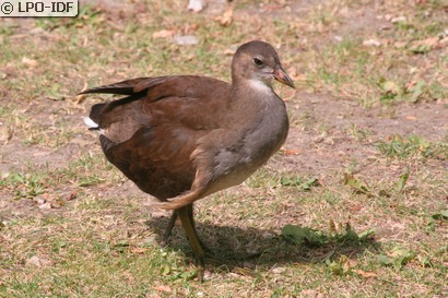 Gallinule poule-d'eau