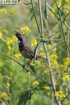 Gorgebleue à miroir