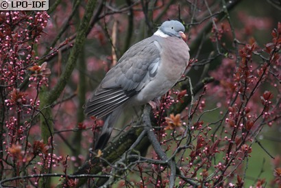 Pigeon ramier