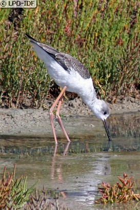 Échasse blanche