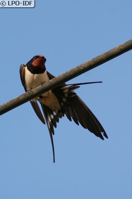Hirondelle rustique