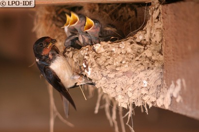 Hirondelle rustique