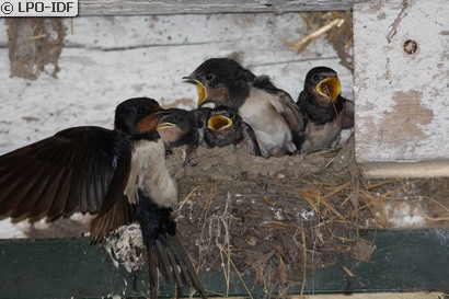 Hirondelle rustique