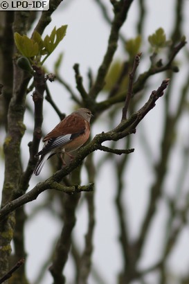 Linotte mélodieuse
