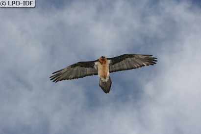 Gypaète barbu