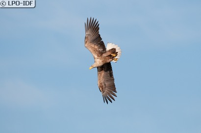 Pygargue à queue blanche