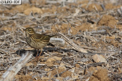 Pipit farlouse