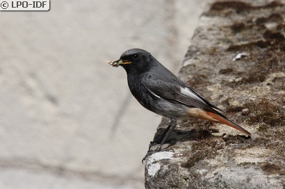 Rougequeue noir