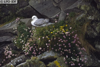 Fulmar boréal