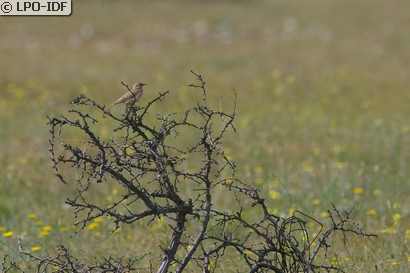 Pipit rousseline
