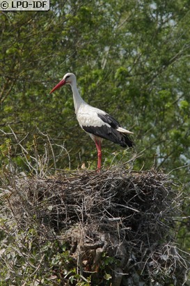 Cigogne blanche