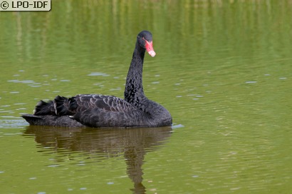 Cygne noir