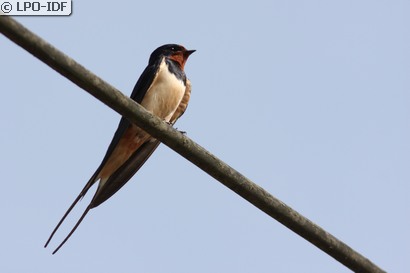 Hirondelle rustique