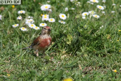 Linotte mélodieuse