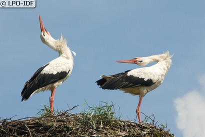 Cigogne blanche