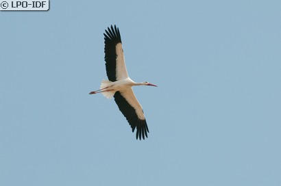 Cigogne blanche