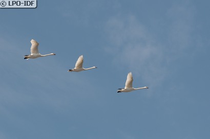 Cygne tuberculé