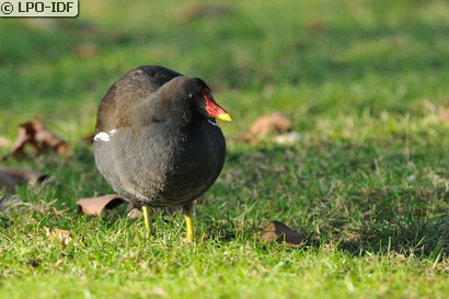 Gallinule poule-d'eau