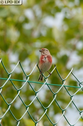 Linotte mélodieuse
