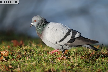 Pigeon biset