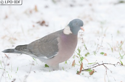 Pigeon ramier