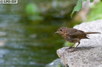 Rougegorge familier