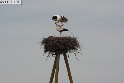 Cigogne blanche