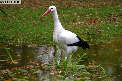 Cigogne blanche