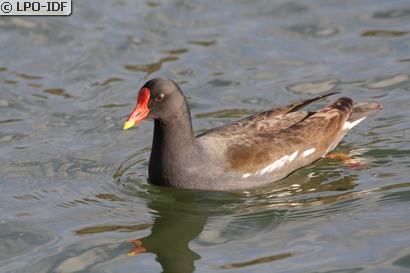 Gallinule poule-d'eau