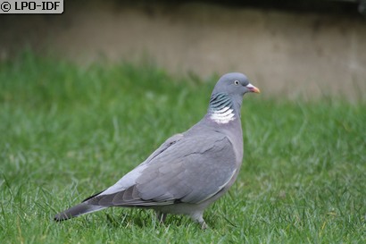 Pigeon ramier