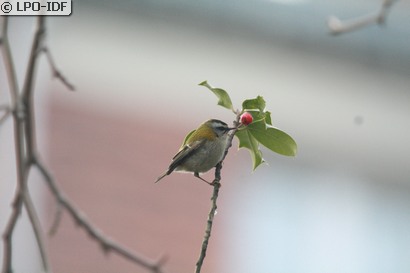 Roitelet à triple bandeau