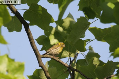 Serin cini