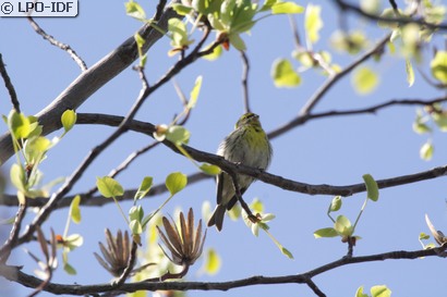 Serin cini