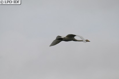 Cygne chanteur