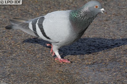 Pigeon biset