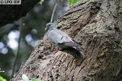 Pigeon colombin