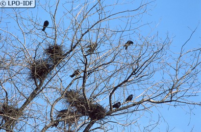 Corbeau freux