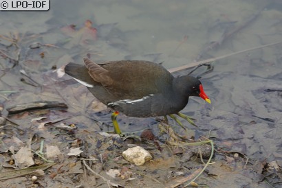 Gallinule poule-d'eau