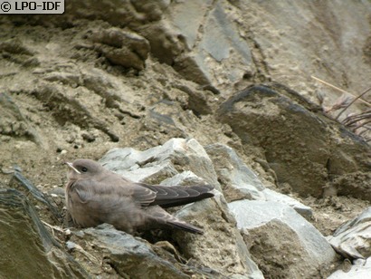 Hirondelle de rochers