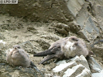 Hirondelle de rochers