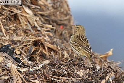 Pipit farlouse