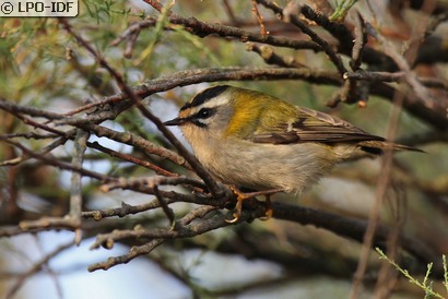 Roitelet à triple bandeau