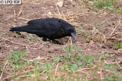 Corneille noire